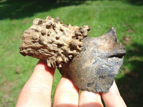 Bumpy Dinos Fossils 的图像结果