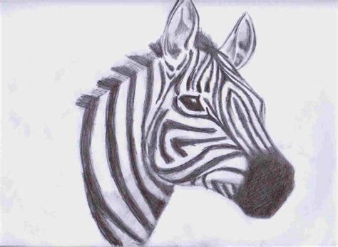 Image result for Zebra Face Drawing