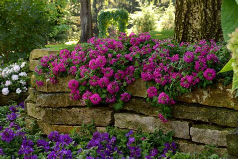 Trailing Verbena Plant