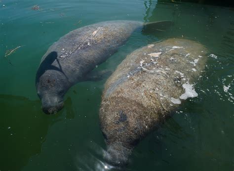 ISLAMORADA SANDBAR ADVENTURES (2024) All You Need to Know BEFORE You Go ...