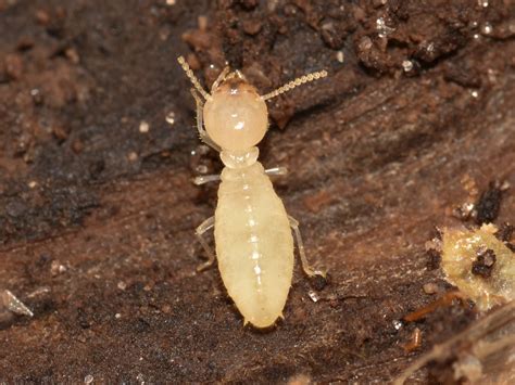 Image result for Formosan Termites