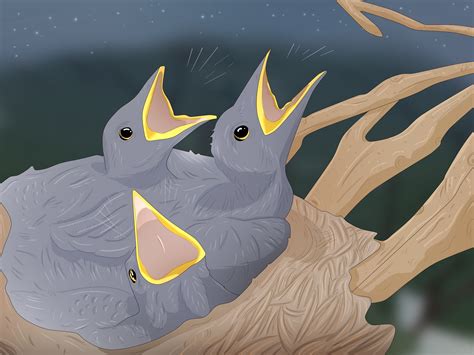 Why Do Birds Chirp at Night? 8 Interesting Reasons