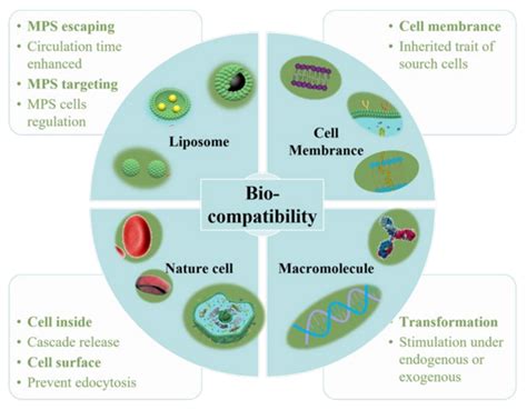 Image result for Nanoparticles Biocompatibility