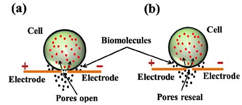 Recent Trends on Micro/Nanofluidic Single Cell Electroporation