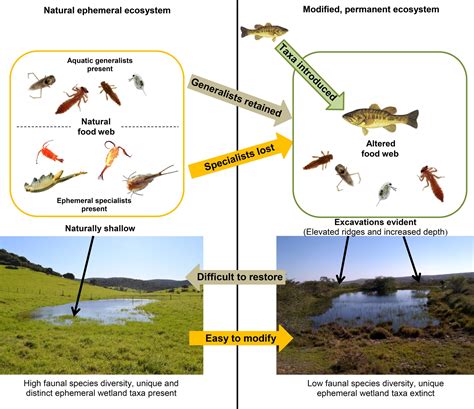 Environmental 的图像结果