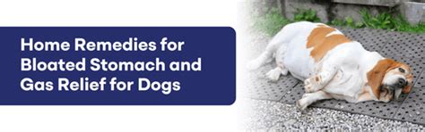 K9 Vitality Dog Supplements Blog