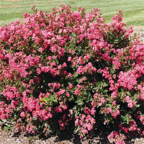 Van Zyverden Red Bloomables Grape Myrtle Bellini Raspberry Bulbs 84584 ...