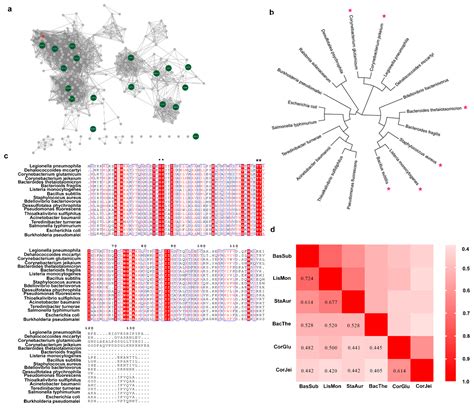 Discovery and Engineering of a Novel Bacterial L-Aspartate α ...
