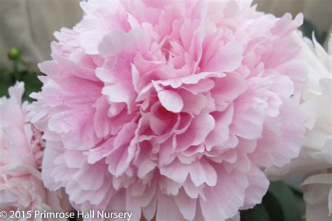 Peony 'Sarah Bernhardt' AGM Fragrant Herbaceous Paeonia