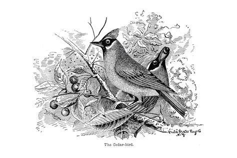 Black & White Birds – Wall Decor Company