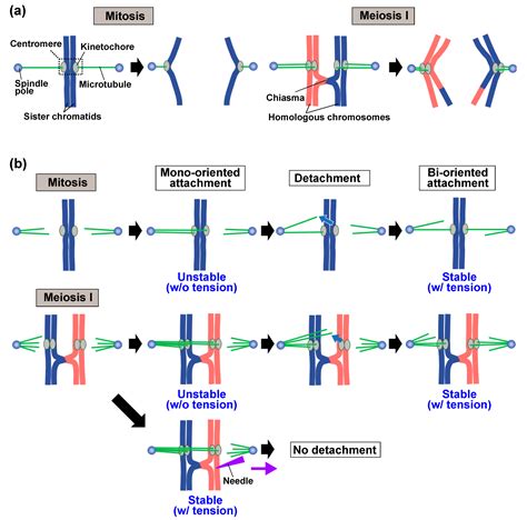 Shake It Off: The Elimination of Erroneous Kinetochore-Microtubule ...