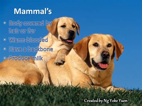 Why Is Classification of Animals Needed 的图像结果