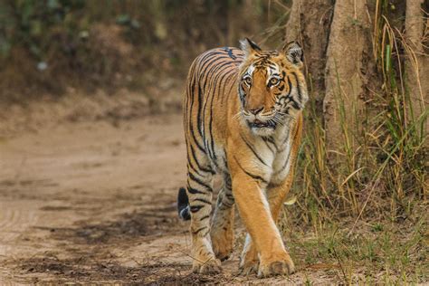 Corbett National Park Booking, Safari and Procedure