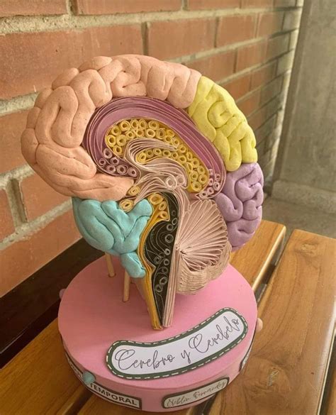 DIY Brain Model Projects 的图像结果