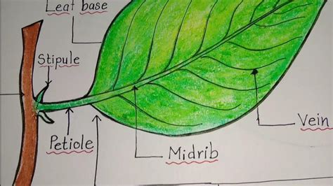 4. draw a well-laballed diagram of the structure of a leaf - Brainly.in