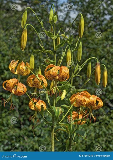 Turk s Cap Lily stock photo. Image of freshness, park - 57501240