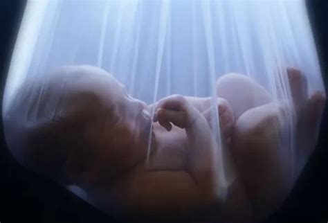 Image result for Reproductive System Baby