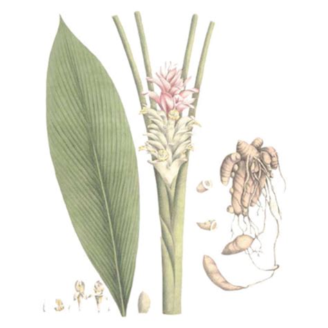 Ingredient Mango Ginger – Ygeia