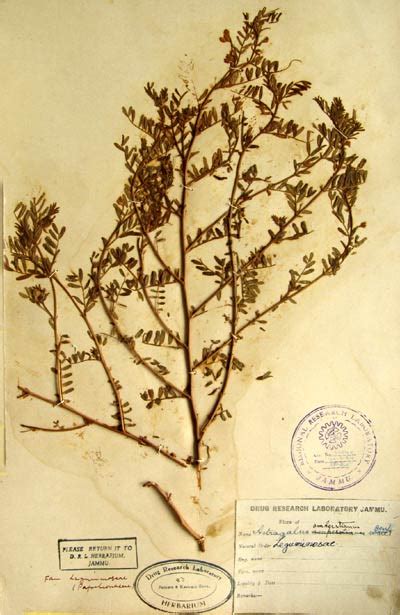 astragalus_amherstianus.