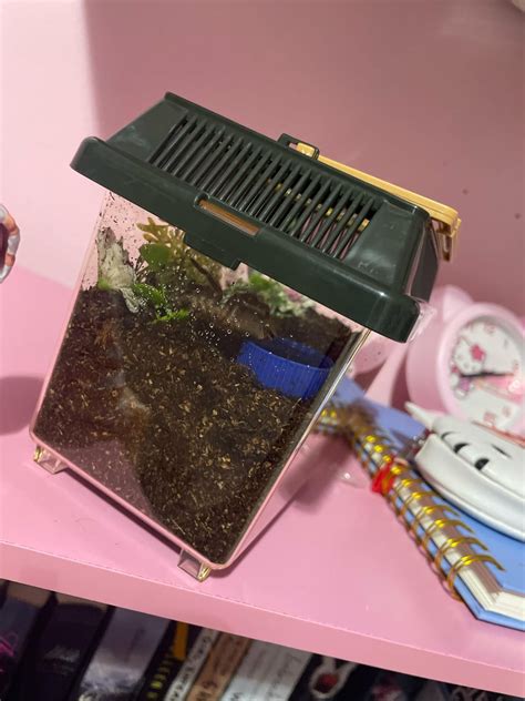 Chaco Golden-knee enclosure : r/tarantulas