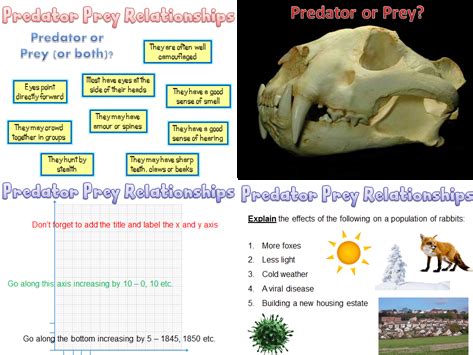 Image result for Predator-Prey Cycles