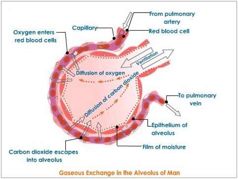 Biology: Chapter 5 Flashcards | Quizlet