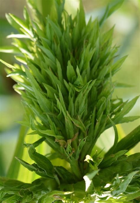 TNAU Agritech Portal :: Crop Protection