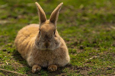 1975属兔2023年最危险的一个月，75年兔本命年几月运气最差 -属兔-生肖网