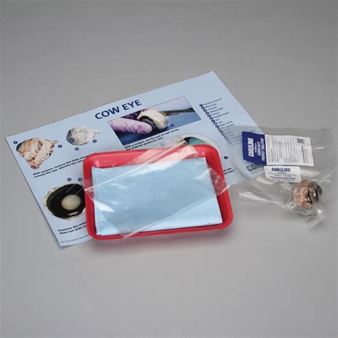 Image result for Cow Eye Dissection Tutorial