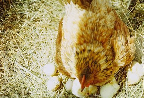 Amazing Modern Chick Hatching 的图像结果