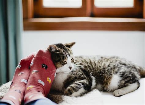 Prazosin | Dog, Cat, Pet Medication: PetMD | PetMD