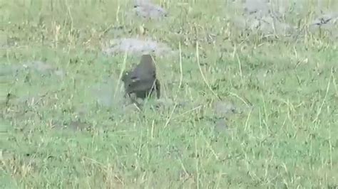 Image result for Monitor Lizard Running Speed