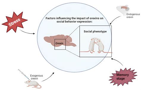 Orexins/Hypocretins: Gatekeepers of Social Interaction and Motivation