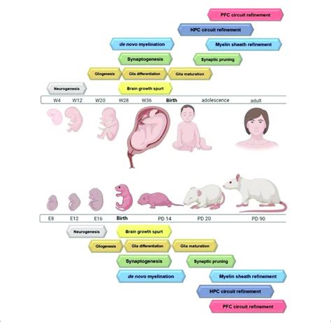 Image result for Neurodevelopment Process
