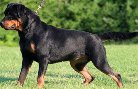 Rottweiler - All Big Dog Breeds