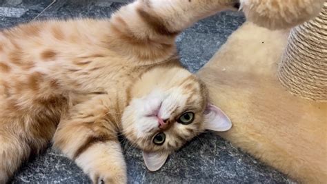 Cat Back Scratching 的图像结果