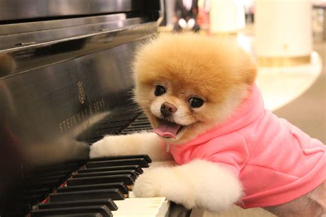 Gund 'Boo - World's Cutest Dog' Stuffed Animal | Nordstrom | World ...