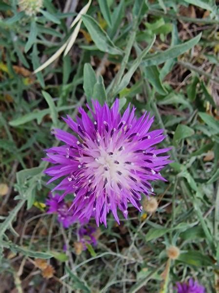 El camino de flores al Tibidabo