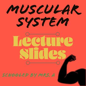 Image result for Muscular System Lecture Video
