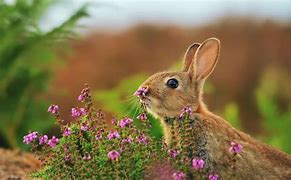 Image result for Bunnies and Flowers