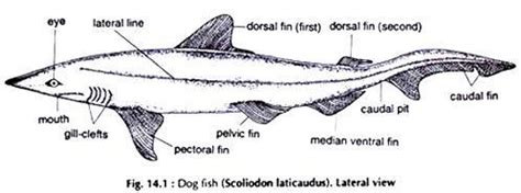 scolidon diagram in bio - Brainly.in