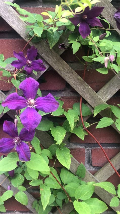 Image result for Colorful Plastic Thread