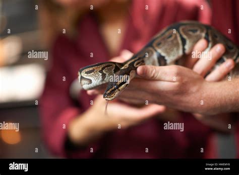 Image result for Handling a Ball Python