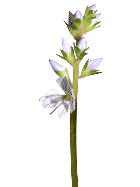 Premium Photo | Veronica officinalis pauls betony veronica or heath speedwell is used for sinus ...