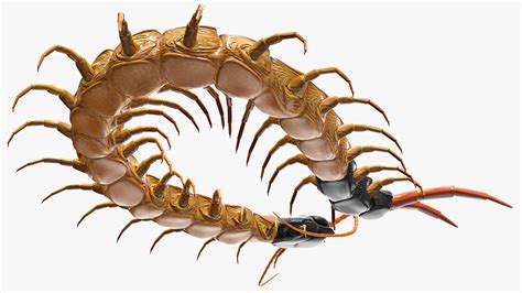 3D Scolopendra Heros Arizona Giant Centipede Rigged model | 3D Molier ...