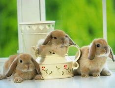 Image result for Top 10 Cutest Bunnies