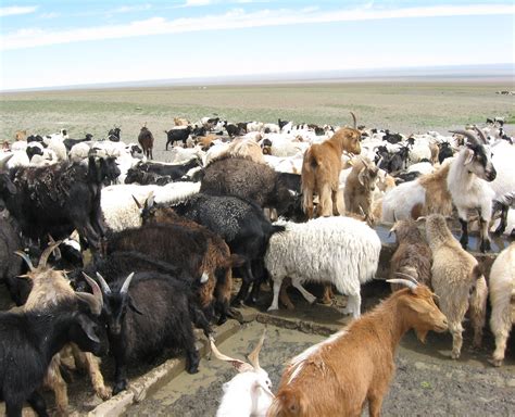Mongolian Steppe Animals