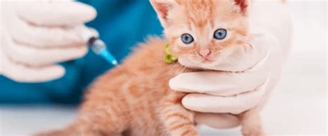 Paw Centric Pet Clinic