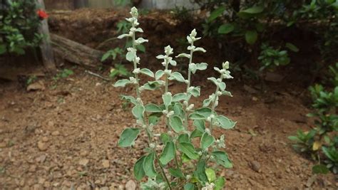 Creative Farmer Aerva Lanata/Cheroola Polpala Balipoovu Medicinal ...