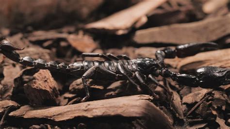 地上棕色蝎子的图像昆虫动物高清图片下载-正版图片306160848-摄图网